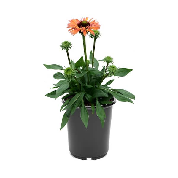 Vigoro 1.5 pt. Asiatic Lily Tiny Double You Orange Perennial