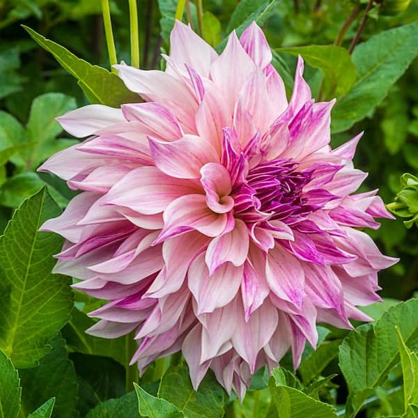 Breck's Cafe au Lait Royal Dinner Plate Dahlias Dormant Summer Flowering Bare Root Bulbs (5-Pack)