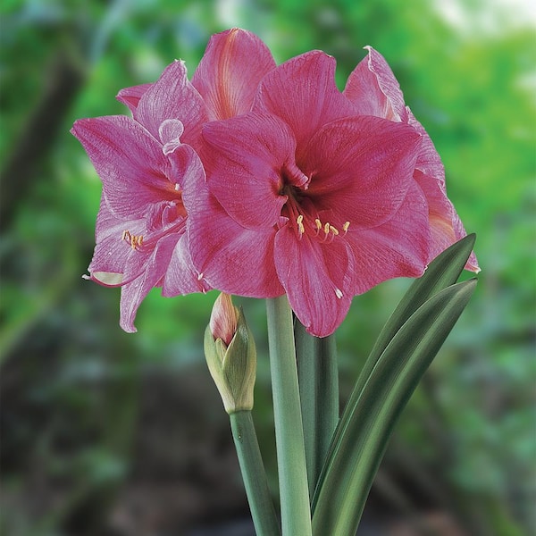VAN ZYVERDEN Amaryllis African Milady Set of 1 Bulb