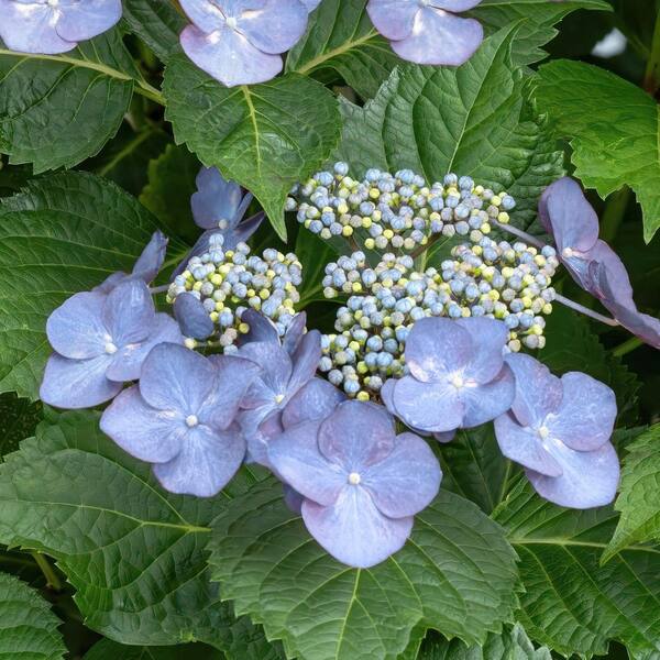 national PLANT NETWORK 4 in. Hydrangea Bluebird Shrub (3-Pack