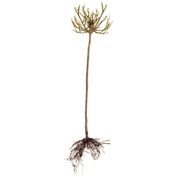 Bare Root Impatient Tree Rose with Red Flowers