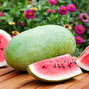19 oz. Charleston Gray Watermelon Plant