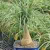 brussel-s-bonsai-bonsai-trees-dt-7001ptp-e1.1