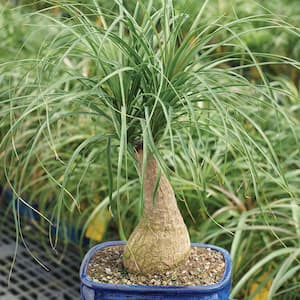 Ponytail Palm Bonsai Tree Indoor Plant in Ceramic Bonsai Pot Container, 6-Years Old, 12 to 20 in.