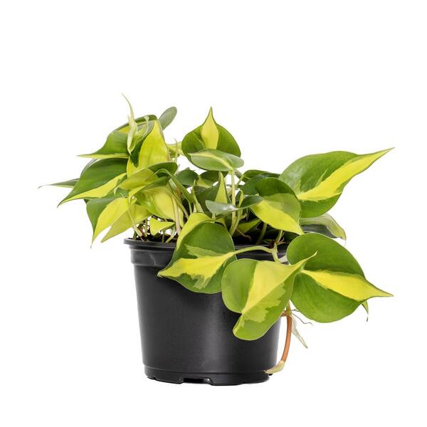 national PLANT NETWORK 6 in. Brasil Philodendron Grower Container (1-Piece)