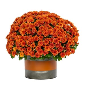 3 Qt. Live Orange Chrysanthemum (Mum) Plant for Fall Porch or Patio in Decorative Color-Matching Tin (1-Pack)