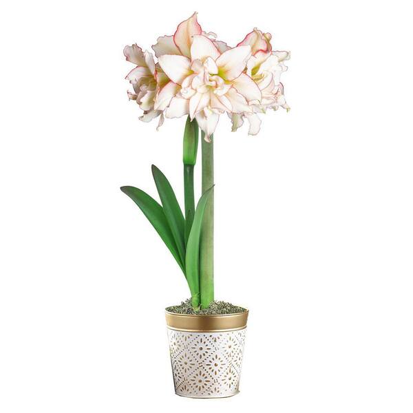 Gardens Alive! Harlequin White and Pink Flowering Amaryllis (Hippaestrum) Bulb Holiday Gift Kit, Planted in a Decorative 6 in. Pot