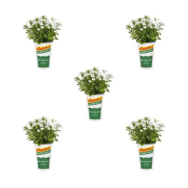 Vigoro 1.5 Pt. Lobelia Magadi Compact White Annual Plant (5-Pack)