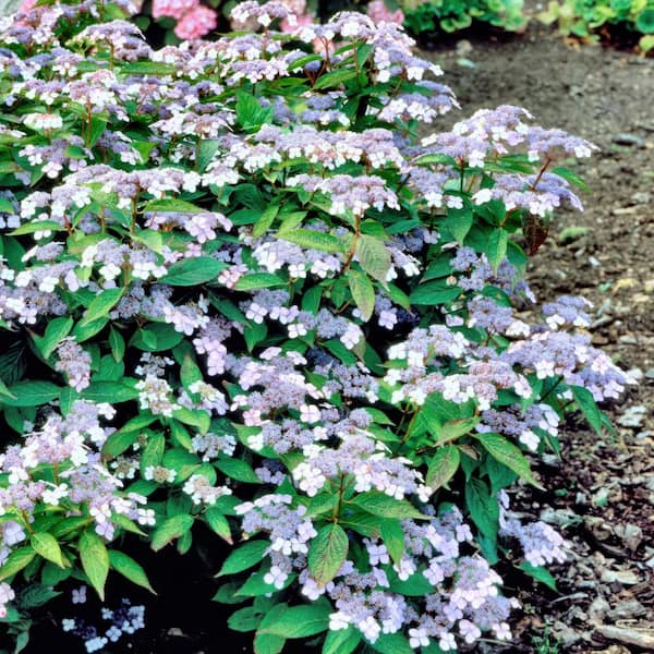 national PLANT NETWORK 4 in. Hydrangea Bluebird Shrub (3-Pack