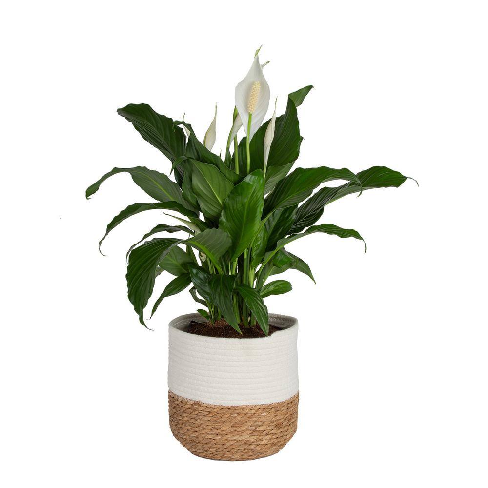 Spathiphyllum Peace Lily Indoor Plant in 10 in. Decor Weave Basket Planter, Average Shipping Height 2-3 ft. Tall price history on PriceWatchPro