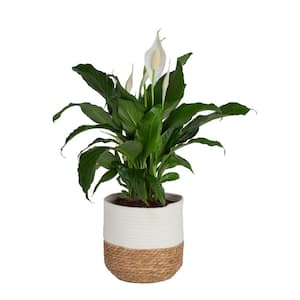 Spathiphyllum Peace Lily Indoor Plant in 10 in. Decor Weave Basket Planter, Average Shipping Height 2-3 ft. Tall