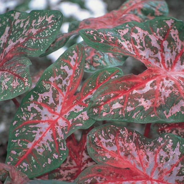Vigoro 1.5 PT Caladium Elephant Ears 'Carolyn Whorton' Annual Plant