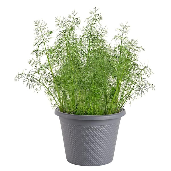 0.94 Gal. Dill Plant