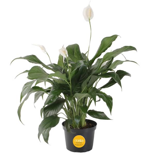 Costa Farms Spathiphyllum Peace Lily Indoor Plant in 6 in. Grower Pot, Avg. Shipping Height 1-2 ft. Tall