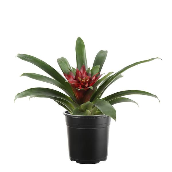Unbranded 4 in. Bromeliad Plant in Grower Pot