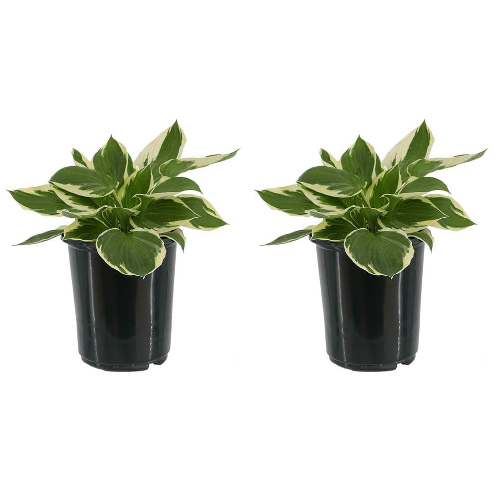2.5 Qt. Hosta Patriot Perennial (2-Pack)
