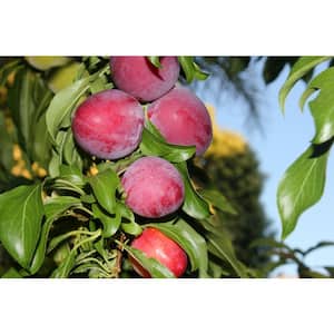 3 ft. Santa Rosa Plum Tree Semi Dwarf with Large Red Fruit and Vigorous Growth
