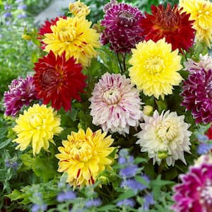 Dahlias Giant Blooming Dinnerplate Mixed Bulbs (Set of 7)