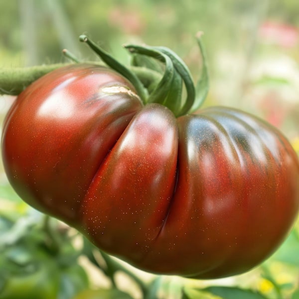 national PLANT NETWORK 2.5 in. Tomato Paul Robeson Plant (3-Pack)
