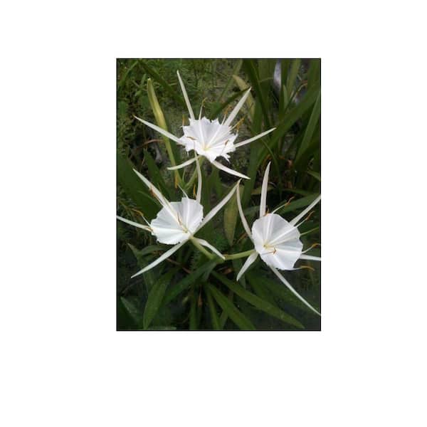 White Spider Lily Marginal Bog pond Plant