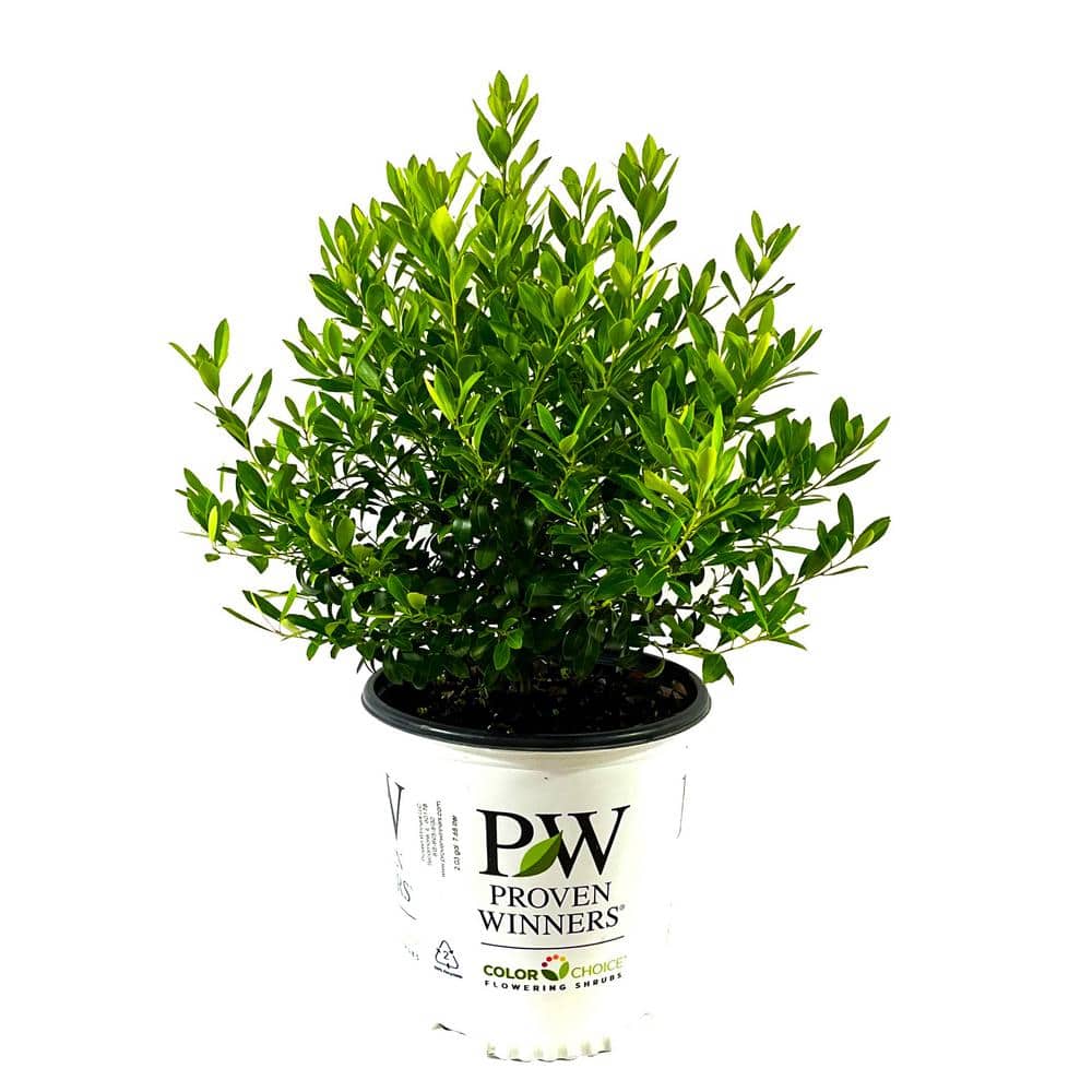 2 Gal. Strongbox Inkberry Holly (Ilex) Live Shrub price history on PriceWatchPro