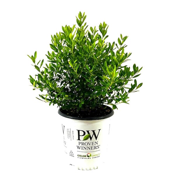 2 Gal. Strongbox Inkberry Holly (Ilex) Live Shrub