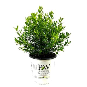 2 Gal. Strongbox Inkberry Holly (Ilex) Live Shrub