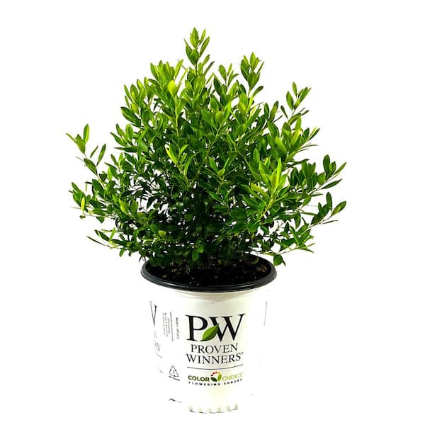 PROVEN WINNERS 2 Gal. Strongbox Inkberry Holly (Ilex) Live Shrub