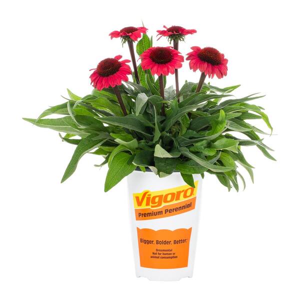 2.5-qt. Vigoro Artisan Ombre Red Cone Flower Perennial Plant