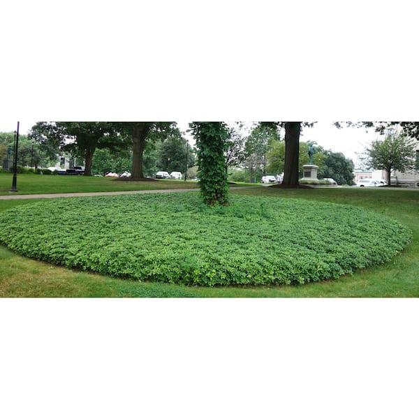 1 gal. Japanese Pachysandra Shrub with Dense Groundcover Carpet of Dark Green Foliage (2-Pack)