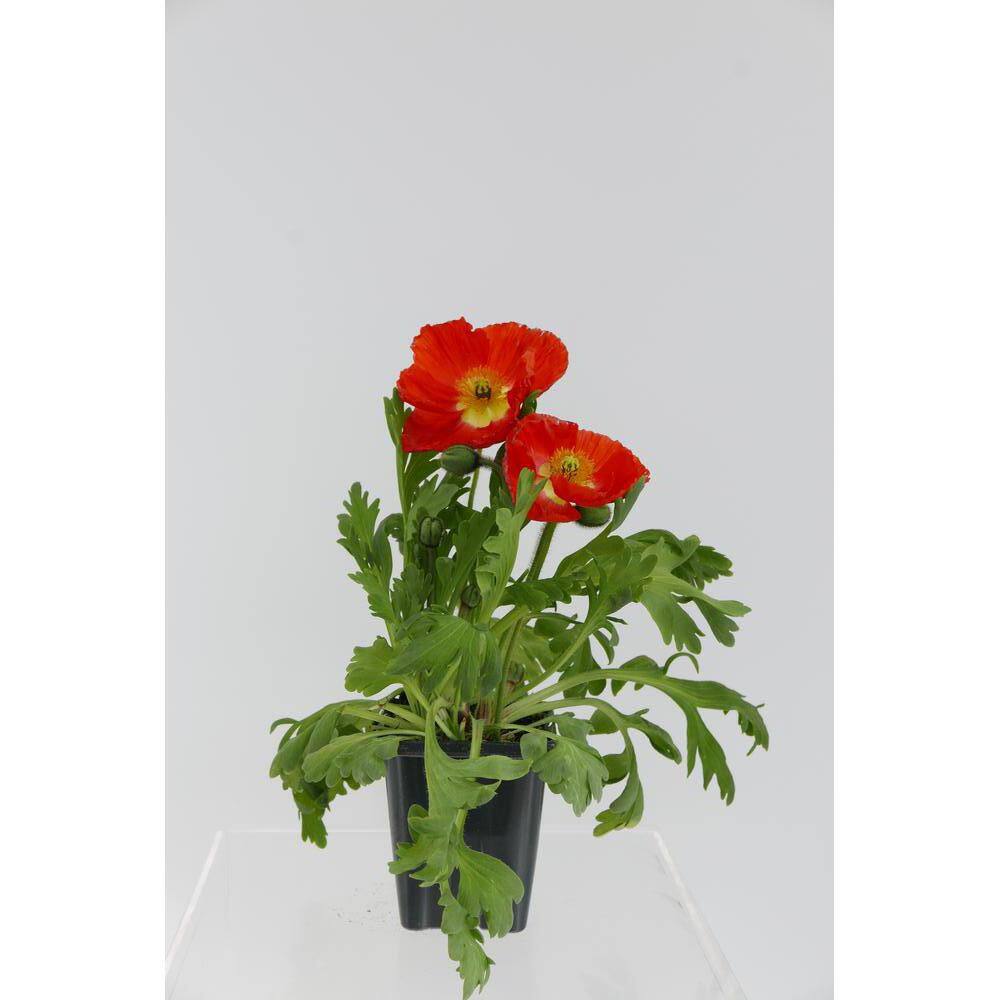 Perennial Papaver Nudicaule Spring Fever 1.0 Qt. - 2-Pack