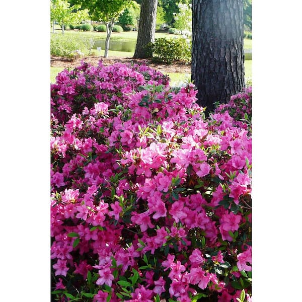 ENCORE AZALEA 2 Gal. Autumn Sangria Azalea Bush with Reblooming