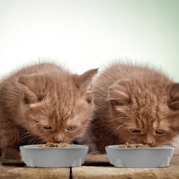 kitten dishes