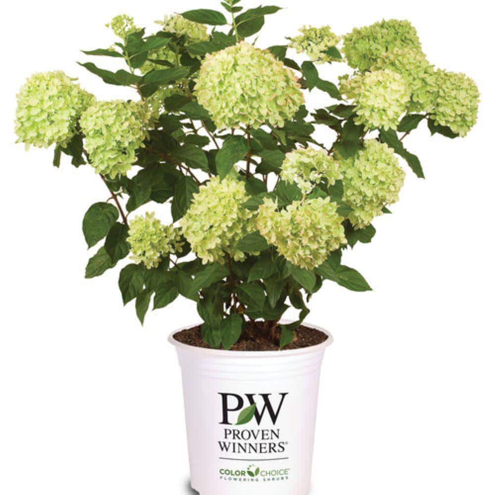 2.0 gal. Little Lime Hydrangea (Paniculata) Live Shrub Soft Green to Pink Blooms price history on PriceWatchPro