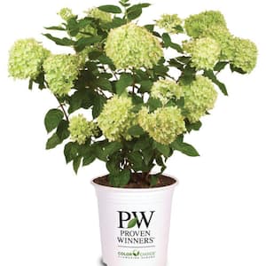 2.0 gal. Little Lime Hydrangea (Paniculata) Live Shrub Soft Green to Pink Blooms