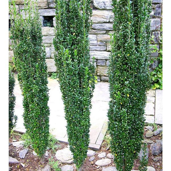 2.25 Gal. Sky Pencil Japanese Holly Live Shrub O478403 - The Home