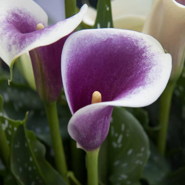 Breck's White and Purple Flowers Picasso Calla Lily Dormant Bulb (1-Pack)  60942 - The Home Depot