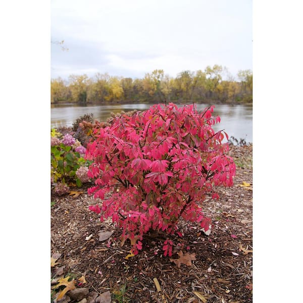 PROVEN WINNERS 4.5 in. qt. Fire Ball Seedless Burning Bush (Euonymus Alatus) Live Shrub with Green and Red Foliage
