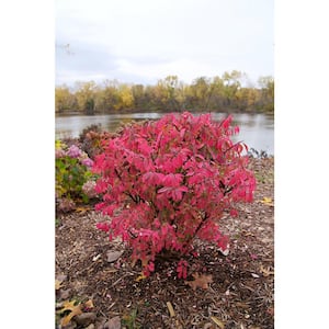 4.5 in. qt. Fire Ball Seedless Burning Bush (Euonymus Alatus) Live Shrub with Green and Red Foliage