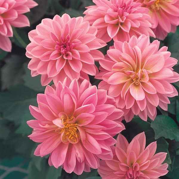 1 Gal. Double Flower Pink Dahlia Plant