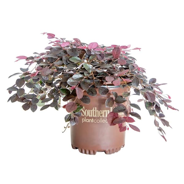 SOUTHERN LIVING 2.5 Qt. Purple Pixie Dwarf Weeping Loropetalum, Groundcover Evergreen Shrub with Purple Foliage, Pink Blooms