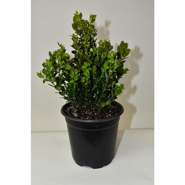 1G Boxwood Wintergreen Shrub BUXWTGSOU1GL - The Home Depot