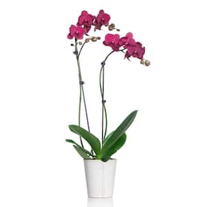 Pink 5 in. Classic Orchid Plant in Ceramic Pot (2-Stems)