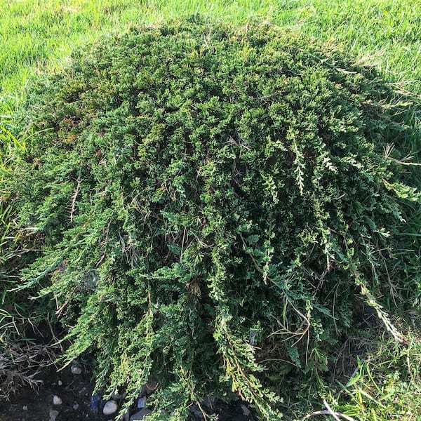 1 Gal. Pot, Green Carpet Spreading Juniper Potted Evergreen Shrub (1-Pack)