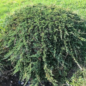 2.25 Gal. Pot, Green Carpet Spreading Juniper Potted Evergreen Shrub (1-Pack)