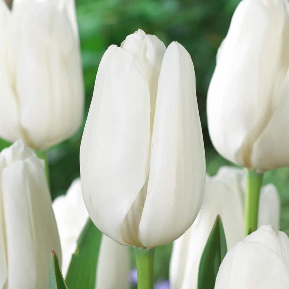 12/+ cm, Darwin Hybrid Hakuun Tulip Flower Bulbs (Bag of 25) price history on PriceWatchPro