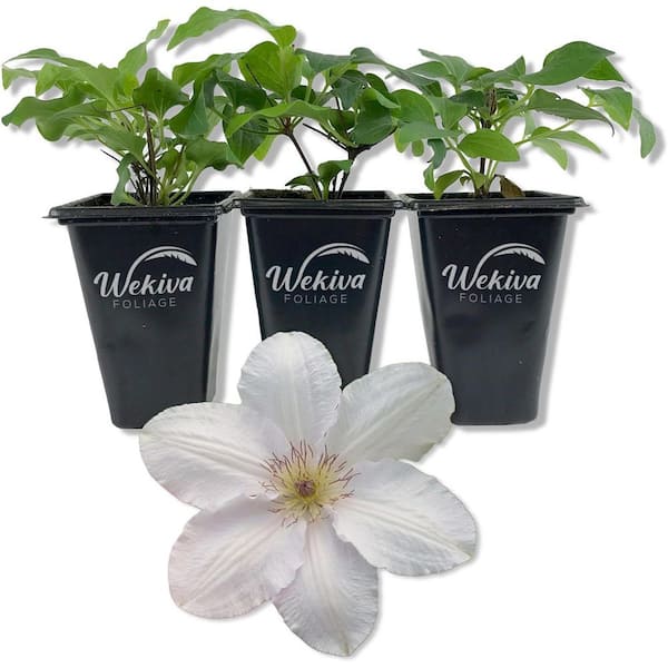 Clematis Guernsey Flute-2 Live Starter Plants in 2 in. Growers Pots-Starter Plants Ready for the Garden