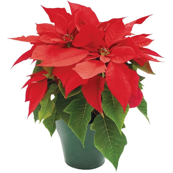 4 in. Live Poinsettia (In-Store Only) 4INP2013 - The Home Depot