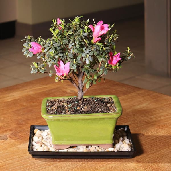 brussel's BONSAI Satsuki Azalea Bonsai Tree Outdoor Plant in