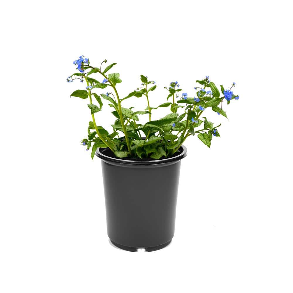 2.5 qt. Brunnera Silver Heart Perennial Plant with Blue Flowers (1-Pack)